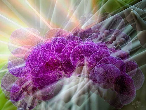 Motiv aus der Fotoserie "Plants in Motion"