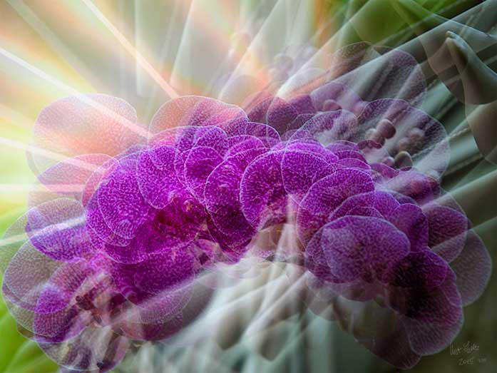  - Plants In Motion 3 2015 - Kurt Lochte, signiert - Limitierung: 30