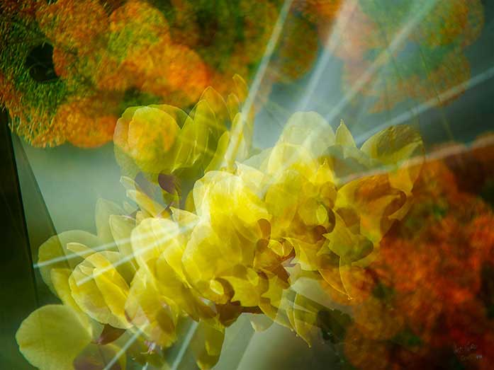  - Plants In Motion 4 2015 - Kurt Lochte, signiert - Limitierung: 30