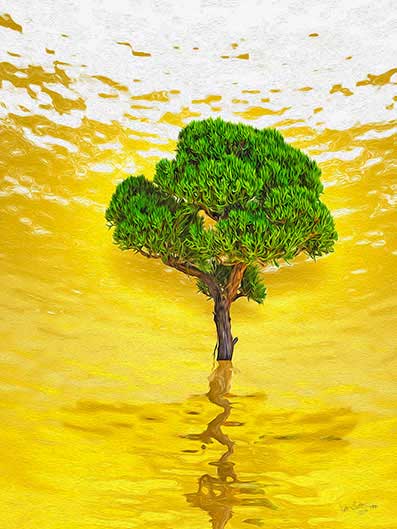  - Bonsai 1 2019 - Kurt Lochte, signiert - Limitierung: 30