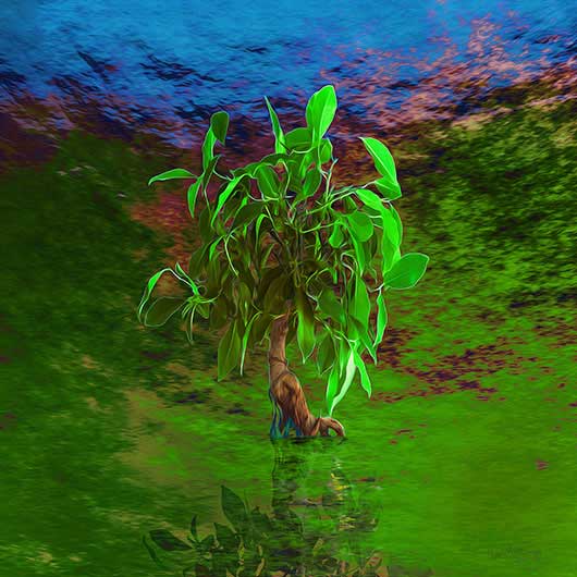  - Bonsai 3 2019 - Kurt Lochte, signiert - Limitierung: 30