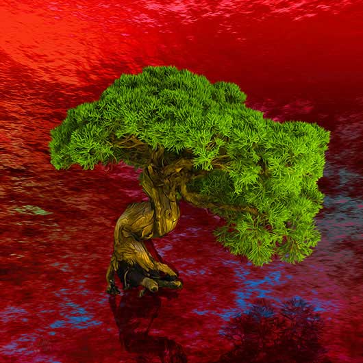  - Bonsai 2 2019 - Kurt Lochte, signiert - Limitierung: 30